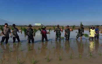 TMMD ke-129 Kodim 0620/Kab. Cirebon Hadirkan Semangat Ketahanan Pangan Lewat Penanaman Padi Seluas 1 Hektar di Desa Luwung Kencana
