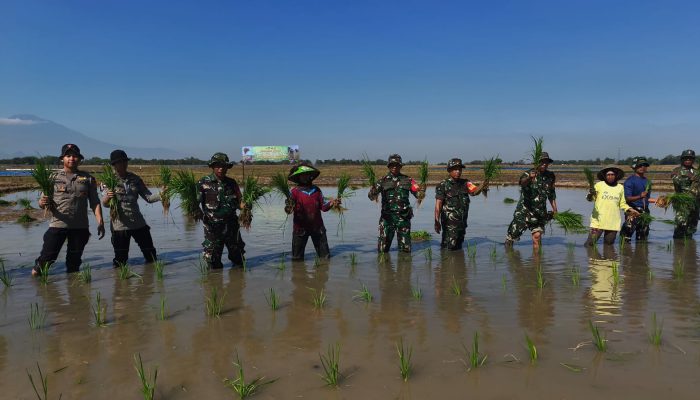 TMMD ke-129 Kodim 0620/Kab. Cirebon Hadirkan Semangat Ketahanan Pangan Lewat Penanaman Padi Seluas 1 Hektar di Desa Luwung Kencana