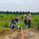 Ketahanan Pangan, Kapolsek Kandis Bersama Personel Siapkan Air untuk Kebutuhan Tanaman Jagung