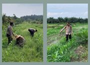 Polsek Kandis Dampingi Penyemprotan Gulma, Kapolsek Turun Langsung Rawat Jagung Program Ketahanan Pangan