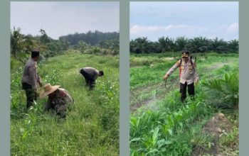 Polsek Kandis Dampingi Penyemprotan Gulma, Kapolsek Turun Langsung Rawat Jagung Program Ketahanan Pangan