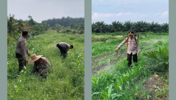 Polsek Kandis Dampingi Penyemprotan Gulma, Kapolsek Turun Langsung Rawat Jagung Program Ketahanan Pangan
