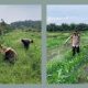 Polsek Kandis Dampingi Penyemprotan Gulma, Kapolsek Turun Langsung Rawat Jagung Program Ketahanan Pangan