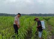 12 Hektare Jagung Jadi Asa Swasembada, Polisi Turun Langsung Kawal Lahan Petani di Kandis