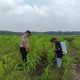 12 Hektare Jagung Jadi Asa Swasembada, Polisi Turun Langsung Kawal Lahan Petani di Kandis