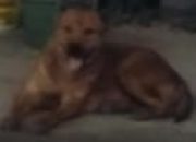 hewan anjing berkeliaran di jalan gatot subroto rantauprapat meresahkan 12 IMG 20260813 WA0018nufCB8h