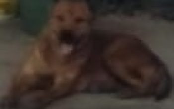 hewan anjing berkeliaran di jalan gatot subroto rantauprapat meresahkan 5 IMG 20260813 WA0018nufCB8h