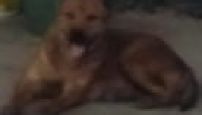 Hewan anjing berkeliaran DI jalan Gatot Subroto Rantauprapat Meresahkan 