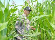 Jagung Mulai Berbuah, Polsek Kandis Perkuat Pendampingan Petani Dukung Swasembada Pangan