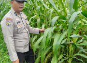 Bukan Sekadar Menanam, Polsek Kandis Hadir Dampingi Petani untuk Ketahanan Pangan yang Melimpah