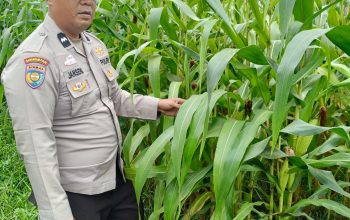 Bukan Sekadar Menanam, Polsek Kandis Hadir Dampingi Petani untuk Ketahanan Pangan yang Melimpah