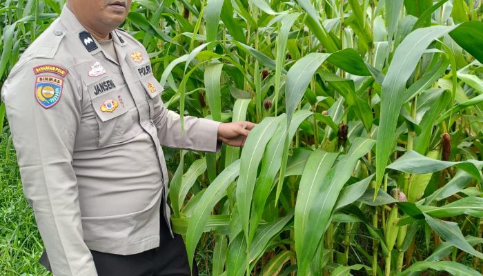 Bukan Sekadar Menanam, Polsek Kandis Hadir Dampingi Petani untuk Ketahanan Pangan yang Melimpah