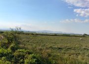 IRONIS !!! 500 Ha Lebih Sawah Di Desa Debowae Nganggur, Warga Transmigrasi 1980 Justru Beli Beras Di Alfamart