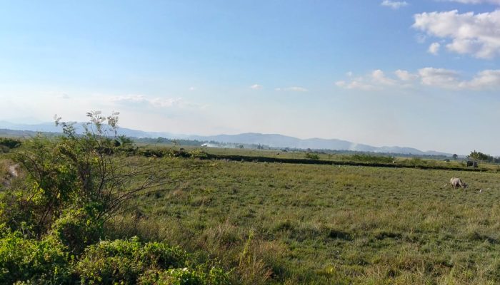 IRONIS !!! 500 Ha Lebih Sawah Di Desa Debowae Nganggur, Warga Transmigrasi 1980 Justru Beli Beras Di Alfamart