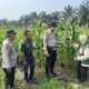 KAWAL KETAHANAN PANGAN, POLSEK KANDIS TURUN DAMPINGI PETANI JAGUNG