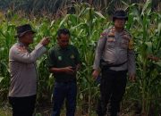 Polsek Kandis Hadir di Tengah Ladang, Tanaman Jagung Dikawal Demi Swasembada Pangan