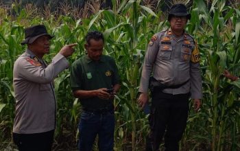 Polsek Kandis Hadir di Tengah Ladang, Tanaman Jagung Dikawal Demi Swasembada Pangan