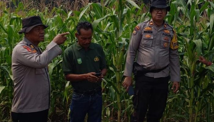 Polsek Kandis Hadir di Tengah Ladang, Tanaman Jagung Dikawal Demi Swasembada Pangan
