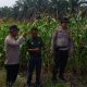 Polsek Kandis Hadir di Tengah Ladang, Tanaman Jagung Dikawal Demi Swasembada Pangan