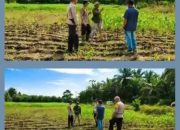 tak sekadar mengawal keamanan, polsek kandis juga turun ke lahan jagung kawal ketahanan pangan 10 Screenshot 2026 0806 101717