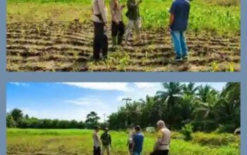 tak sekadar mengawal keamanan, polsek kandis juga turun ke lahan jagung kawal ketahanan pangan 4 Screenshot 2026 0806 101717