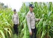 Polisi Turun ke Ladang, Ketahanan Pangan di Kandis Digenjot