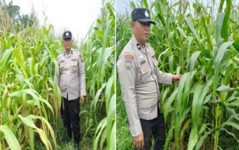 Polisi Turun ke Ladang, Ketahanan Pangan di Kandis Digenjot