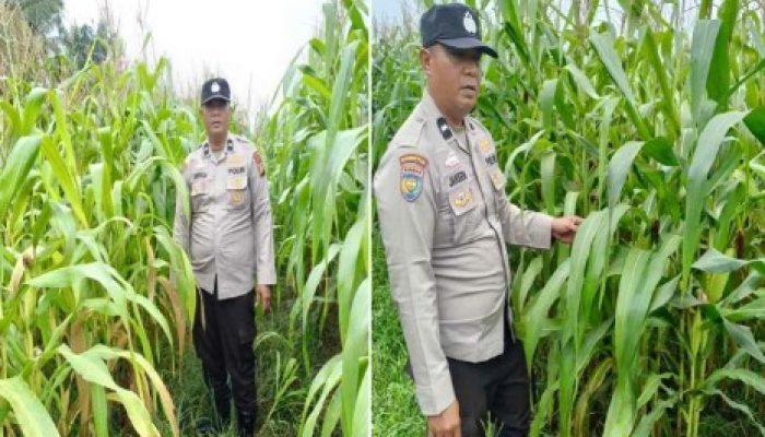 Polisi Turun ke Ladang, Ketahanan Pangan di Kandis Digenjot