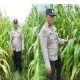 Polisi Turun ke Ladang, Ketahanan Pangan di Kandis Digenjot