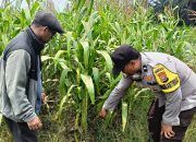Dari Ladang Kandis, Harapan Swasembada Pangan Terus Bertumbuh
