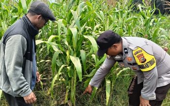 Dari Ladang Kandis, Harapan Swasembada Pangan Terus Bertumbuh