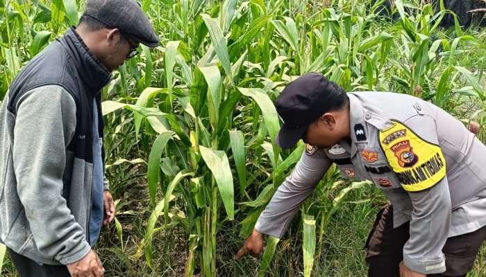 Dari Ladang Kandis, Harapan Swasembada Pangan Terus Bertumbuh