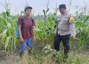 Polsek Kandis Hadir di Tengah Petani, Kawal Ketahanan Pangan dan Swasembada Pangan Nasional