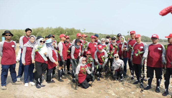 HUT ke-81 PMI, PMI Kabupaten Cirebon Gelar Aksi Tanam Mangrove di Muara Mundu ‎
