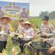 Polres Siak Perkuat Ketahanan Pangan, Polsek Kandis Bersama Petani Sukses Panen Jagung